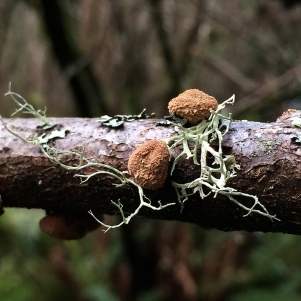 Fungi on lichen covered alder/hazel branch.